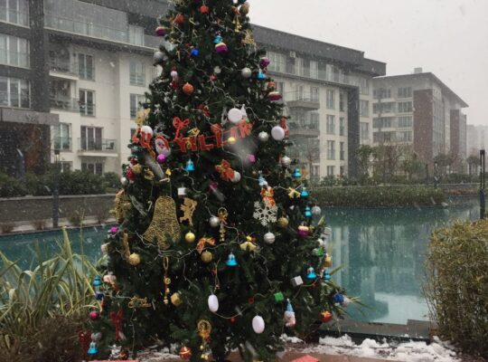 YILBAŞI ÇAM AĞACI