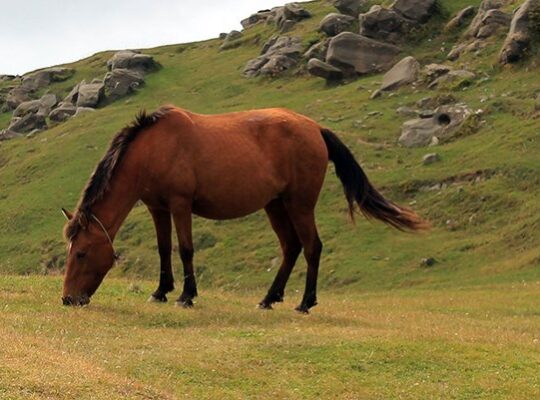 Günlük At kiralama