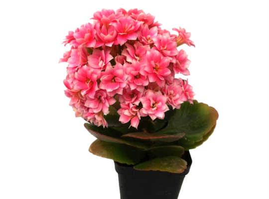 (322) Kalanchoe Bitki