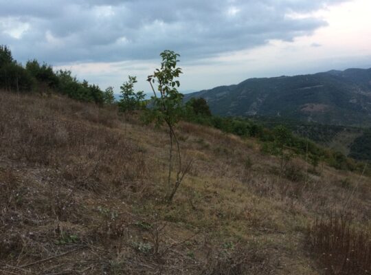 Kiralık 60 dönüm ceviz bahçesi