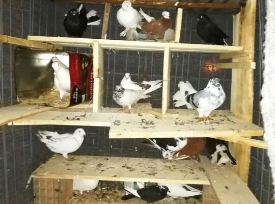 Hatay Aktepe Kiralık Kepçe