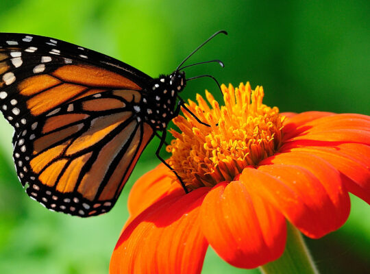 SAĞLIK KURUMLARI İŞLETMECİLİĞİ